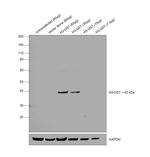 GST Tag Antibody in Western Blot (WB)