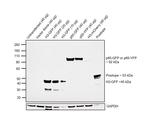 eGFP Antibody