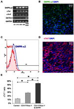 CACNA2D1 Antibody in Immunocytochemistry, Flow Cytometry (ICC/IF, Flow)