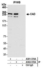 CAD Antibody in Western Blot (WB)