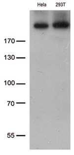 CAD Antibody in Western Blot (WB)