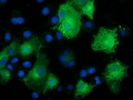 CALCOCO2 Antibody in Immunocytochemistry (ICC/IF)