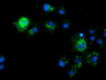 CALCOCO2 Antibody in Immunocytochemistry (ICC/IF)