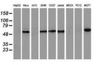 CALCOCO2 Antibody in Western Blot (WB)