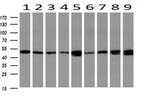 CALCOCO2 Antibody in Western Blot (WB)