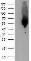 CALCOCO2 Antibody in Western Blot (WB)