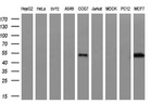 CALCOCO2 Antibody in Western Blot (WB)