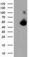 CALCOCO2 Antibody in Western Blot (WB)