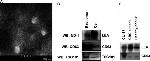 CD63 Antibody in Western Blot (WB)