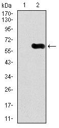 CaMKIV Antibody in Western Blot (WB)