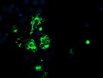 CAMLG Antibody in Immunocytochemistry (ICC/IF)