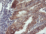 CAMLG Antibody in Immunohistochemistry (Paraffin) (IHC (P))