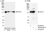 CAP-G Antibody in Western Blot (WB)