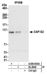 CAP-G2 Antibody in Western Blot (WB)