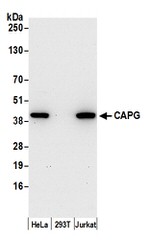 CAPG Antibody in Western Blot (WB)