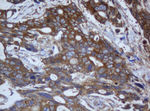 CAPN2 Antibody in Immunohistochemistry (Paraffin) (IHC (P))