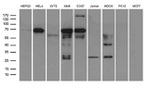 CAPN2 Antibody in Western Blot (WB)