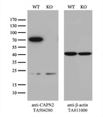 CAPN2 Antibody in Western Blot (WB)