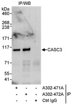 CASC3 Antibody in Immunoprecipitation (IP)