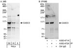 CASC3 Antibody in Western Blot (WB)