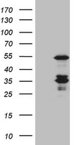 CASP4 Antibody in Western Blot (WB)