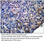 Calcium Sensing Receptor Antibody in Immunohistochemistry (IHC)