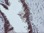 CAST Antibody in Immunohistochemistry (Paraffin) (IHC (P))