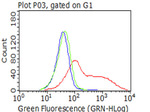 CAT Antibody in Flow Cytometry (Flow)