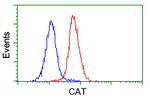 CAT Antibody in Flow Cytometry (Flow)