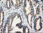 CAT Antibody in Immunohistochemistry (Paraffin) (IHC (P))