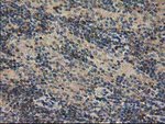 CAT Antibody in Immunohistochemistry (Paraffin) (IHC (P))