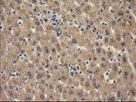 CAT Antibody in Immunohistochemistry (Paraffin) (IHC (P))