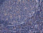 CAT Antibody in Immunohistochemistry (Paraffin) (IHC (P))