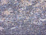 CAT Antibody in Immunohistochemistry (Paraffin) (IHC (P))