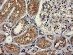 CAT Antibody in Immunohistochemistry (Paraffin) (IHC (P))