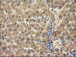 CAT Antibody in Immunohistochemistry (Paraffin) (IHC (P))