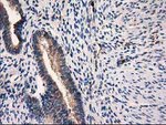 CAT Antibody in Immunohistochemistry (Paraffin) (IHC (P))