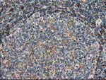 CAT Antibody in Immunohistochemistry (Paraffin) (IHC (P))