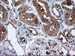 CAT Antibody in Immunohistochemistry (Paraffin) (IHC (P))