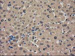 CAT Antibody in Immunohistochemistry (Paraffin) (IHC (P))