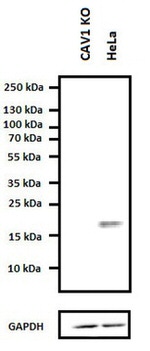 Caveolin 1 Antibody