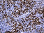 CAV1 Antibody in Immunohistochemistry (Paraffin) (IHC (P))