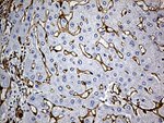 CAV1 Antibody in Immunohistochemistry (Paraffin) (IHC (P))