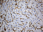 CAV1 Antibody in Immunohistochemistry (Paraffin) (IHC (P))