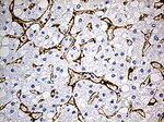 CAV1 Antibody in Immunohistochemistry (Paraffin) (IHC (P))