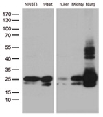 CAV1 Antibody in Western Blot (WB)