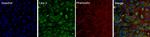 Phospho-Caveolin 2 (Tyr19) Antibody in Immunocytochemistry (ICC/IF)