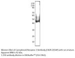 Cannabinoid Receptor 2 Antibody in Western Blot (WB)