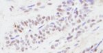 CBP Antibody in Immunohistochemistry (IHC)