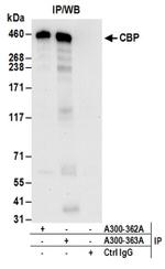 CBP Antibody in Western Blot (WB)